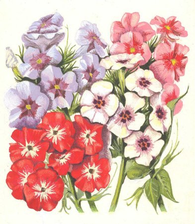 Флоксы гербарий