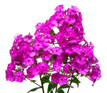 Флокс метельчатый PNG