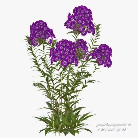 Флокс метельчатый PNG