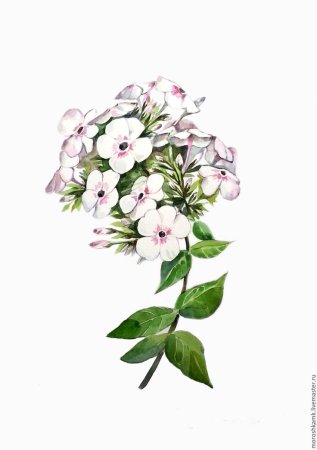 Флокс метельчатый на белом фоне