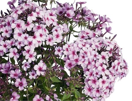 Флокс Botanical