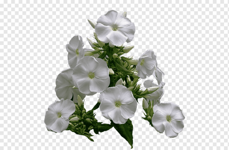 Флокс орхид Йеллоу