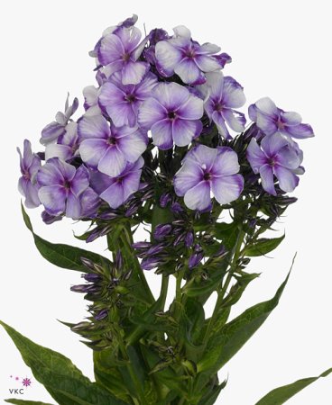 Флокс метельчатый