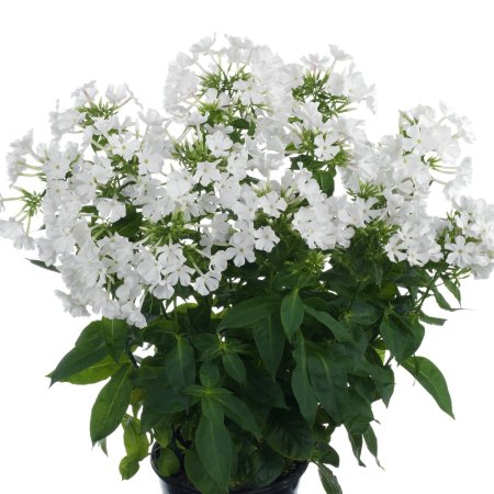 Флокс метельчатый PNG