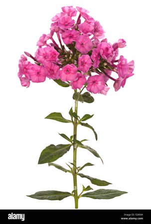 Флокс шиловидный PNG