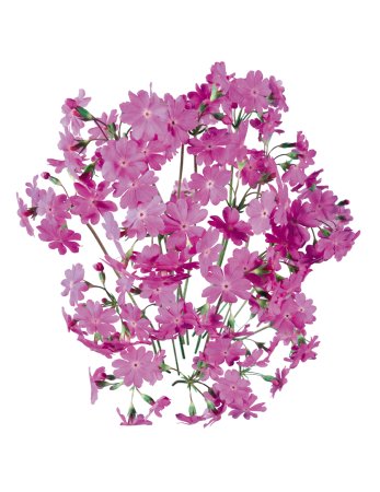 Флоксы Вербена