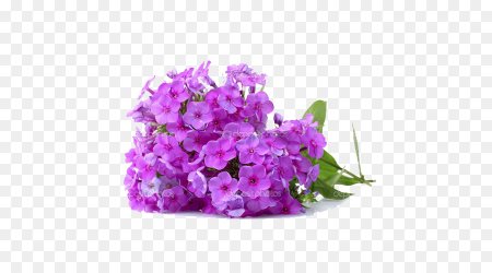 Флоксы на белом фоне