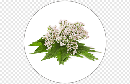 Valeriana officinalis на белом фоне