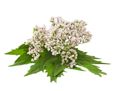 Valeriana officinalis на белом фоне