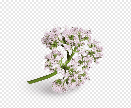Валериана без фона