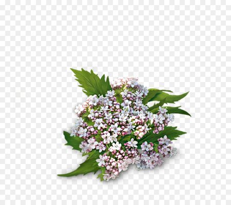 Валериана на прозрачном фоне