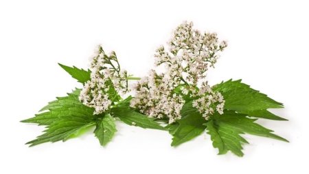 Valeriana officinalis на белом фоне