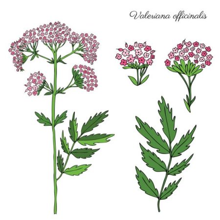 Valeriana officinalis illustration