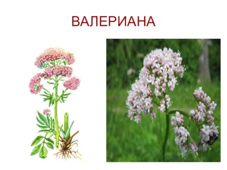 Валериана окружающий мир