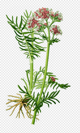 Валериана оффициналис Valeriana