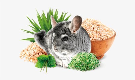 Шиншилла на прозрачном фоне