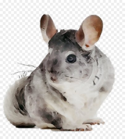 Шиншилла арт