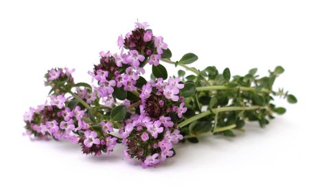 Чабрец (тимьян ползучий), 50 г