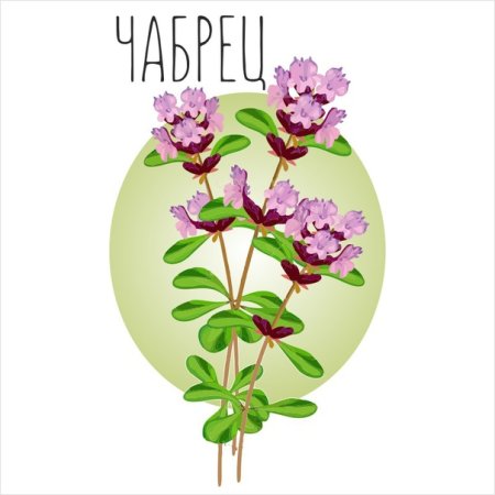 Чабрец логотип