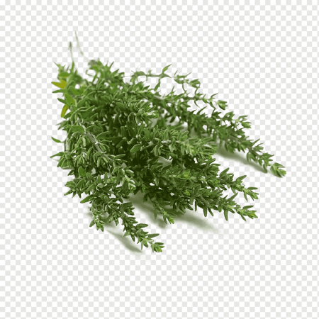 Kekik Thyme
