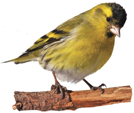 Чижик на белом фоне