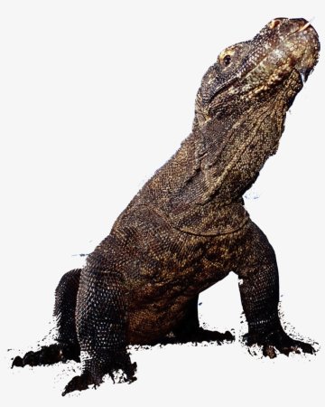 Белый Комодский Варан