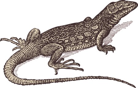 Ящерица рисунок
