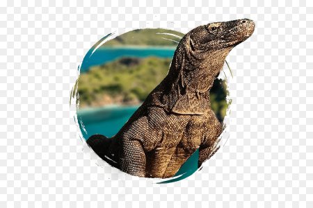 Комодский Варан