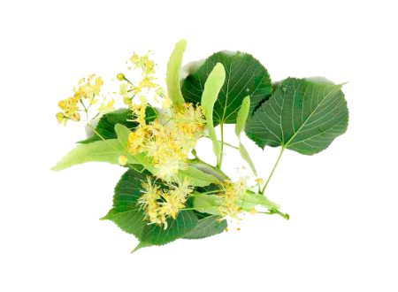 Цветение липы