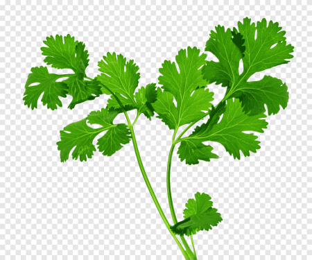 Листок петрушки