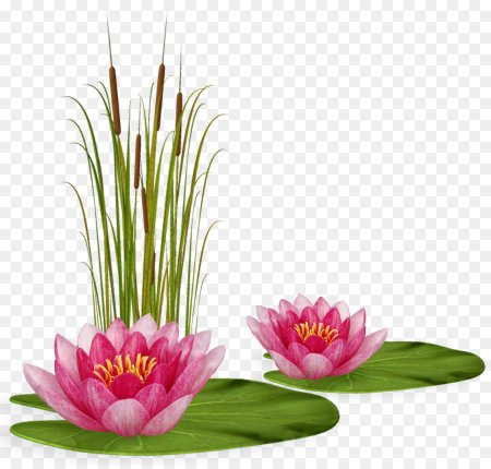 Nymphaea Lotus