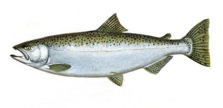Чавыча (Oncorhynchus tschawytscha)