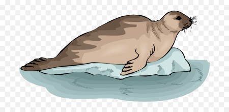 Морской котик для детей