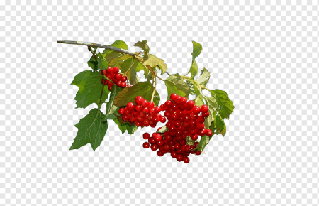 Ветка калины