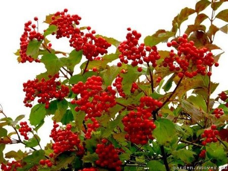 Куст калины на белом фоне