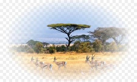 Сафари для фотошопа