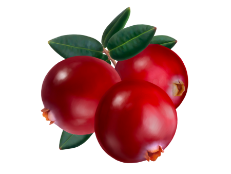 Клюква на белом фоне