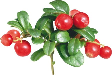 Cowberry брусника