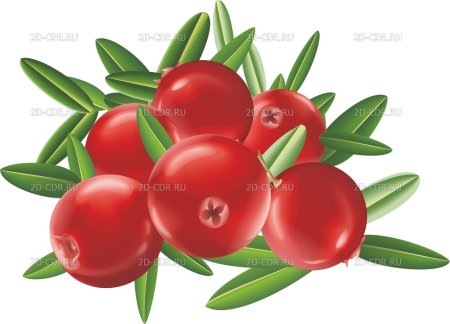 Клюква рисунок