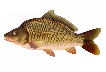 Сазан на белом фоне