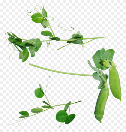 Люцерна microgreen