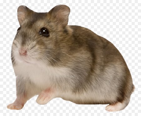 Хомяк джунгарский