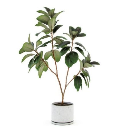 Фикус decora