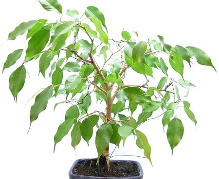 Фикус benjamina d12