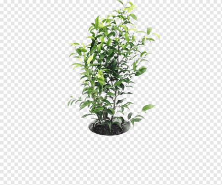 Фикус Бенджамина PNG