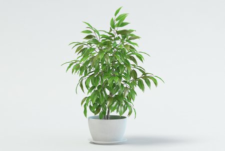 Фикус иволистный в горшке