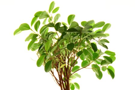 Ficus Берт Деви