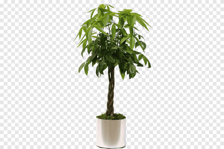 Фикус Бенджамина PNG