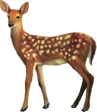 Косуля на белом фоне