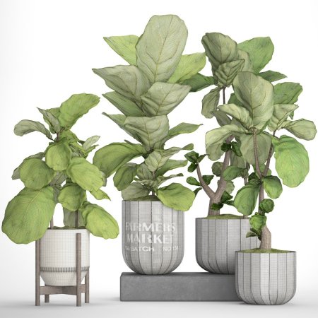 Бра Ficus